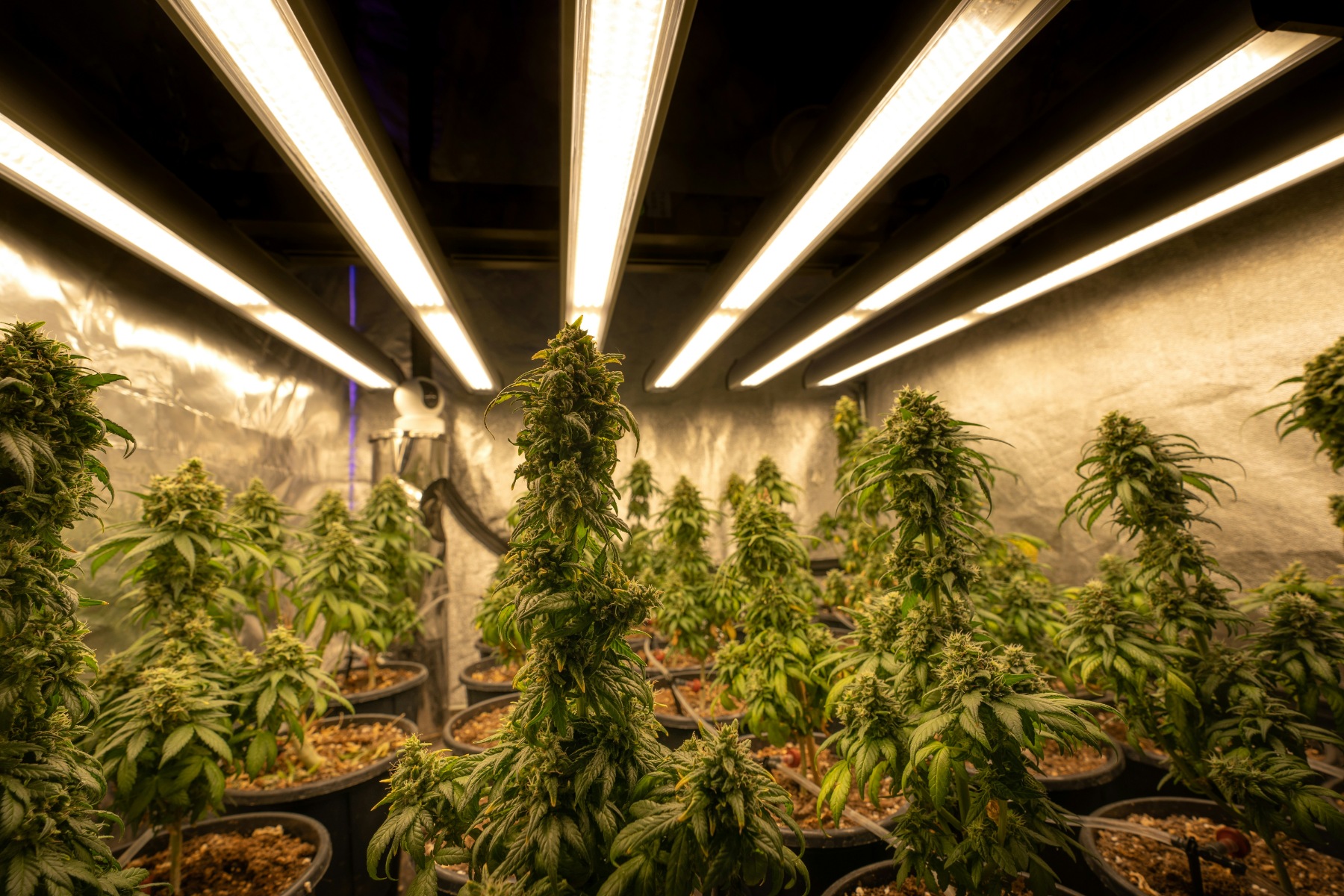 Understanding Terpenes in Cannabis