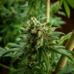 weed shop near me, dispensary near me, best weed shop