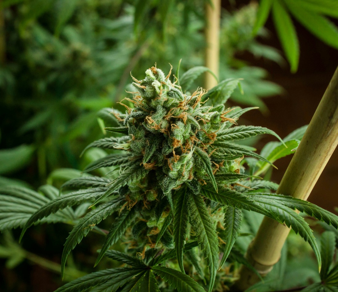 weed shop near me, dispensary near me, best weed shop